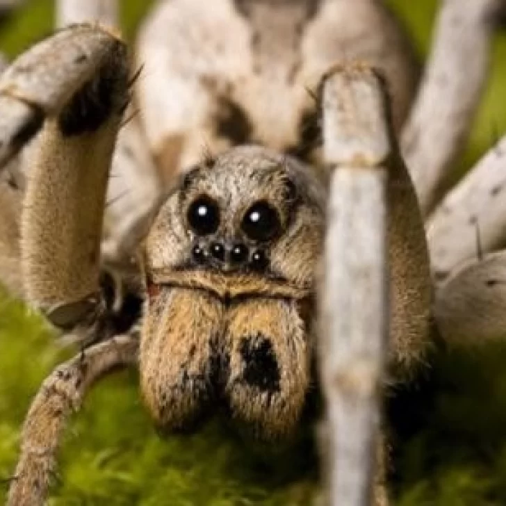 Tarántulas: secretos de la araña gigante con sangre azul y veneno que pesa lo que un paquete de fideos