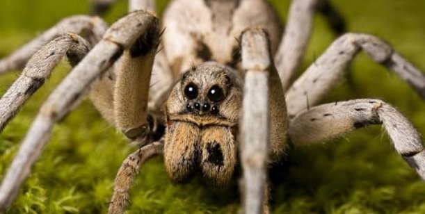 Tarántulas: secretos de la araña gigante con sangre azul y veneno que pesa lo que un paquete de fideos