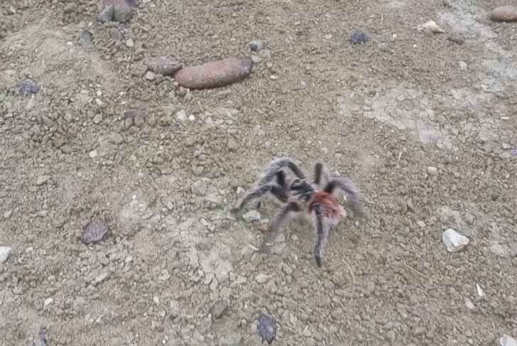 Tarántulas patagónicas: todo lo que necesitas saber sobre esta y otras especies peligrosas