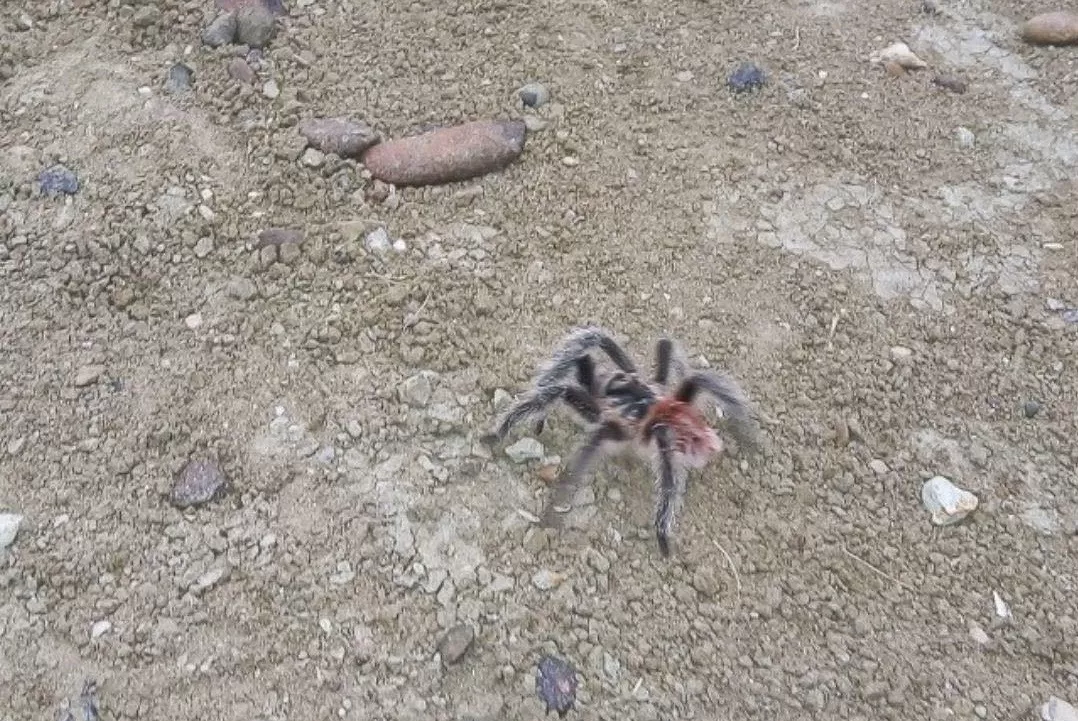Tarántulas patagónicas: todo lo que necesitas saber sobre esta y otras especies peligrosas
