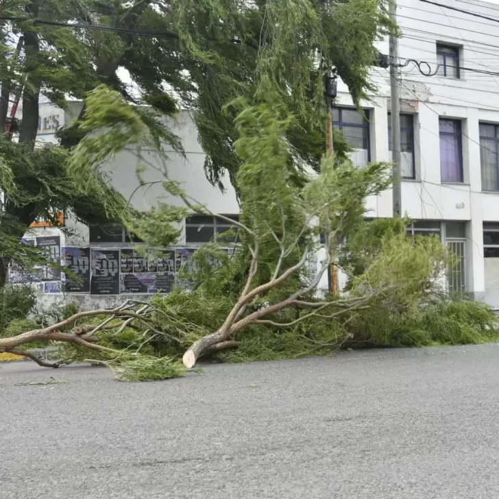 Peligro: el viento derribó árboles en pleno centro de Río Gallegos, ¿hasta cuándo sigue el alerta? Peligro: el viento derribó árboles en pleno centro de Río Gallegos, ¿hasta cuándo sigue el alerta?