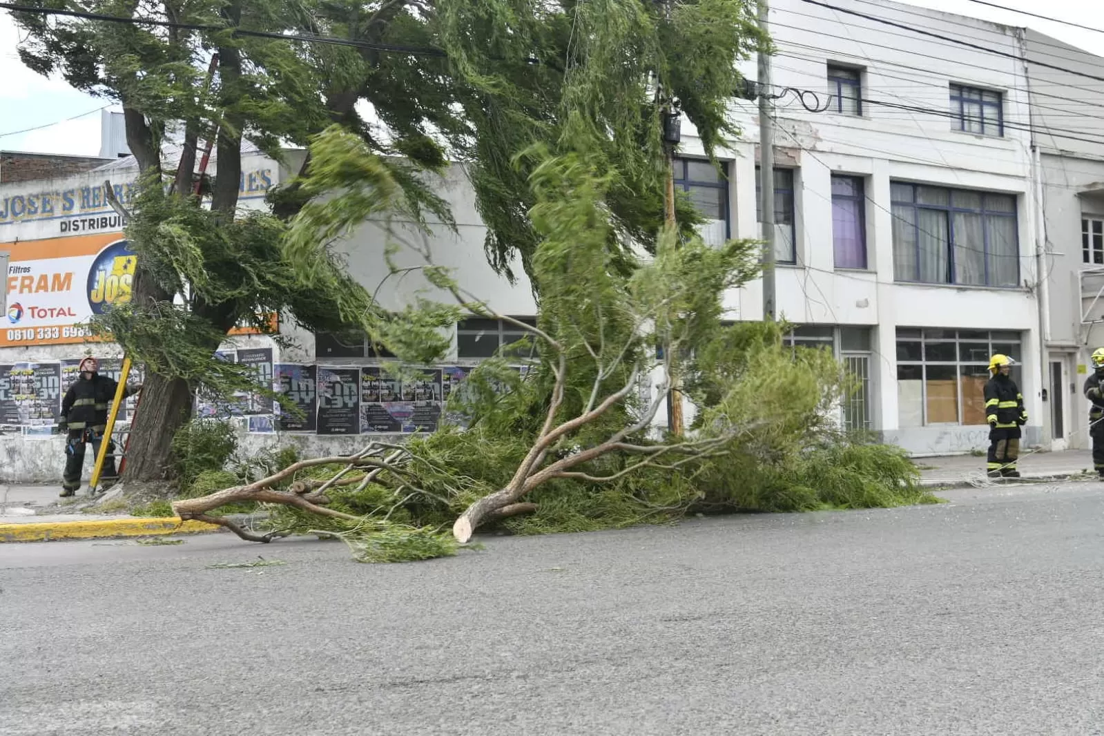 Peligro: el viento derribó árboles en pleno centro de Río Gallegos, ¿hasta cuándo sigue el alerta? Peligro: el viento derribó árboles en pleno centro de Río Gallegos, ¿hasta cuándo sigue el alerta?