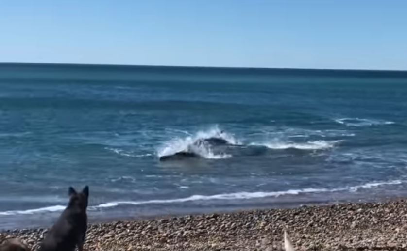 Video. ¡Espectáculo natural! Un grupo de toninas se acercó a metros de la costa de Caleta Olivia