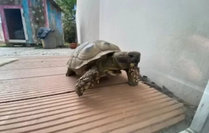 La tortuga “Jacinto” sigue sin aparecer: lleva una semana perdida pero su familia se mantiene optimista