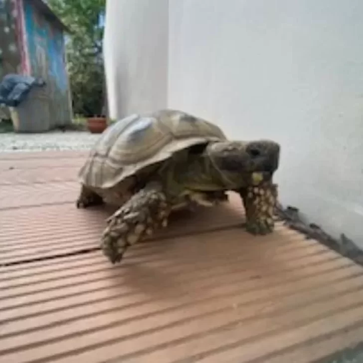 La tortuga “Jacinto” sigue sin aparecer: lleva una semana perdida pero su familia se mantiene optimista