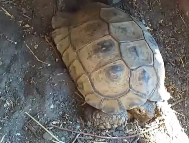 Apareció “Pancho”, la tortuga que había escapado de su casa en Navidad
