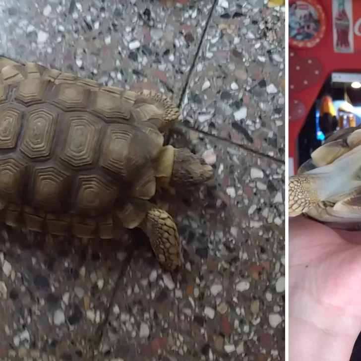 Apareció Pepito, la tortuga que se perdió hace 18 días en Río Gallegos