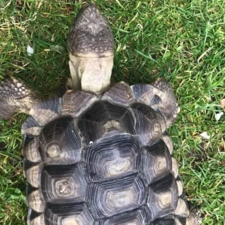 ¡Final feliz! La tortuga perdida en Navidad logró reencontrarse con su familia