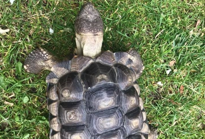 ¡Final feliz! La tortuga perdida en Navidad logró reencontrarse con su familia