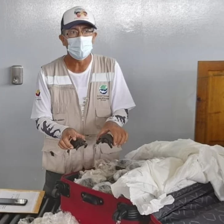 Descubren una valija con 185 tortugas en el aeropuerto de las Islas Galápagos Descubren una valija con 185 tortugas en el aeropuerto de las Islas Galápagos
