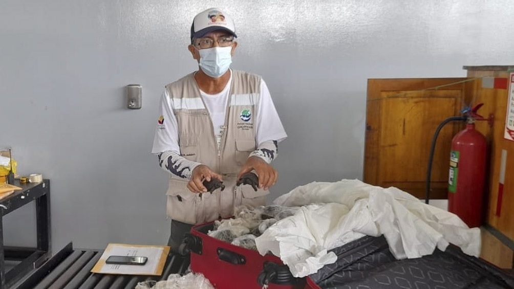 Descubren una valija con 185 tortugas en el aeropuerto de las Islas Galápagos Descubren una valija con 185 tortugas en el aeropuerto de las Islas Galápagos
