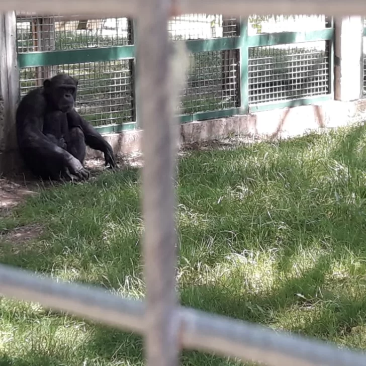 Trasladarán al chimpancé Toti a un santuario de grandes primates en Brasil