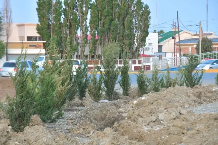 De qué especie son los árboles que están plantando en Autovía y Gotti