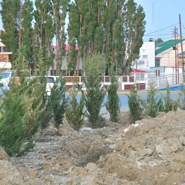 De qué especie son los árboles que están plantando en Autovía y Gotti