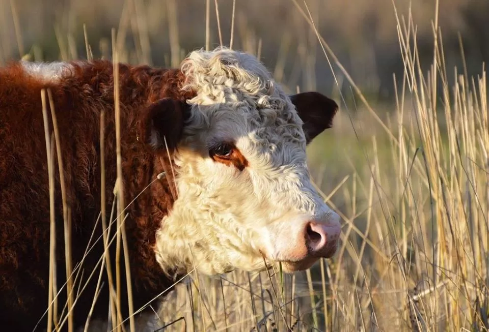 Insólita tragedia: un peón rural murió aplastado por una vaca Insólita tragedia: un peón rural murió aplastado por una vaca