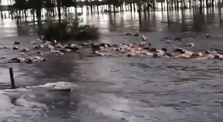 Video. Lluvia e inundación: el agua arrastra decenas de vacas de un campo de Buenos Aires