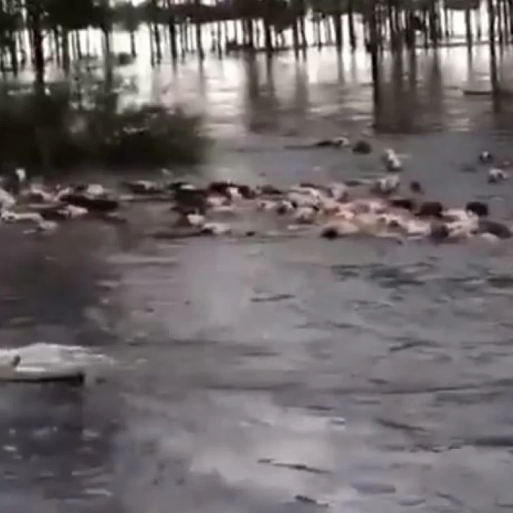 Video. Lluvia e inundación: el agua arrastra decenas de vacas de un campo de Buenos Aires