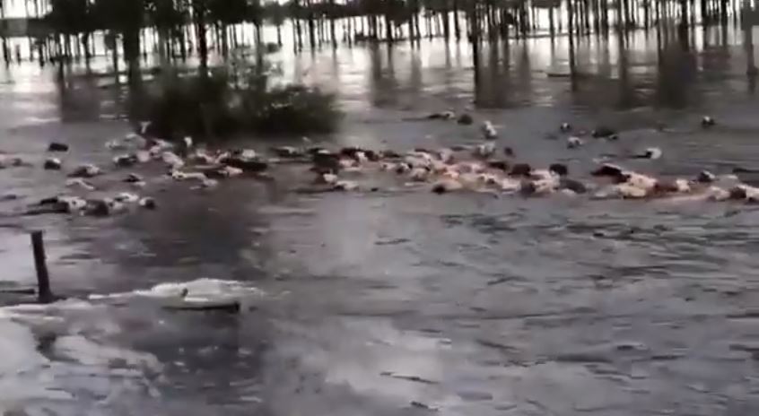 Video. Lluvia e inundación: el agua arrastra decenas de vacas de un campo de Buenos Aires