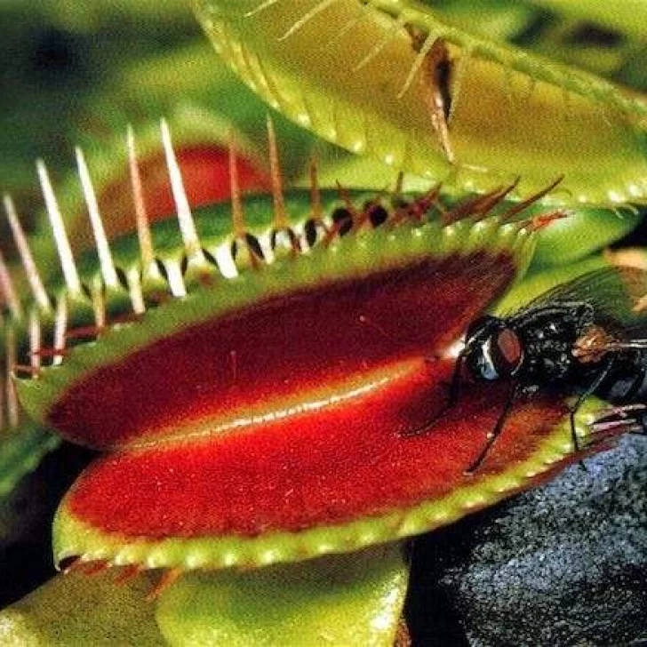 Insólito: Compran plantas carnívoras para combatir la plaga moscas en Río Gallegos Insólito: Compran plantas carnívoras para combatir la plaga moscas en Río Gallegos