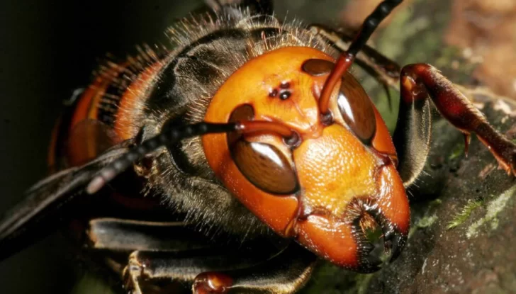 Alerta por un insecto asesino que puede matar personas y abejas