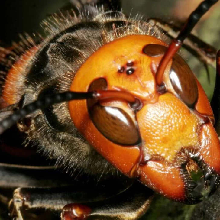 Alerta por un insecto asesino que puede matar personas y abejas
