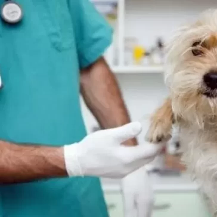 Mujer golpeó y acuchilló al veterinario de su perro cuando iban en su auto hasta la veterinaria Mujer golpeó y acuchilló al veterinario de su perro cuando iban en su auto hasta la veterinaria