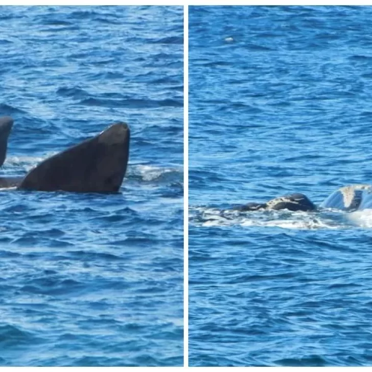 Video. Logró captar el momento en que una ballena juega con su cría a metros de la playa Video. Logró captar el momento en que una ballena juega con su cría a metros de la playa