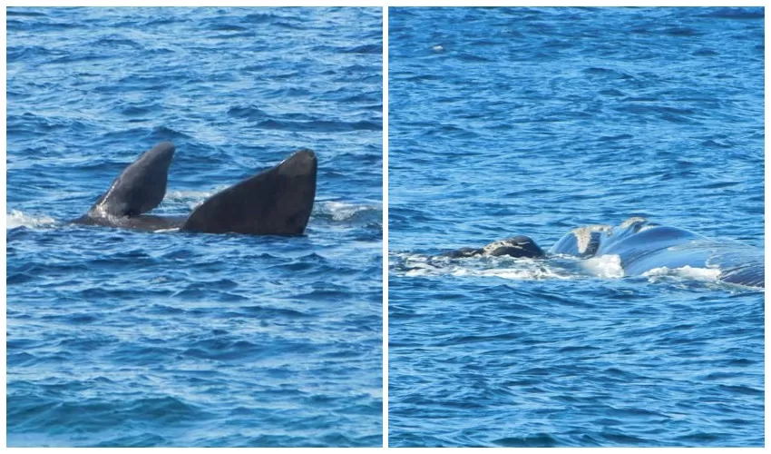 Video. Logró captar el momento en que una ballena juega con su cría a metros de la playa Video. Logró captar el momento en que una ballena juega con su cría a metros de la playa