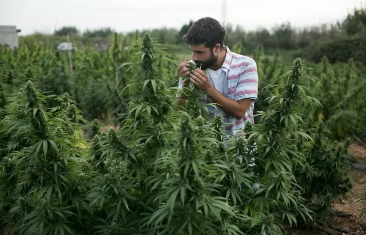 Cannabis Medicinal: Santa Cruz trabaja por un curso para cultivadores especializados