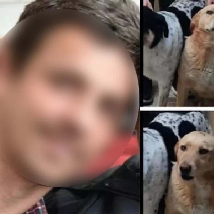 Pide ayuda para encontrarlo a su perro Zeus