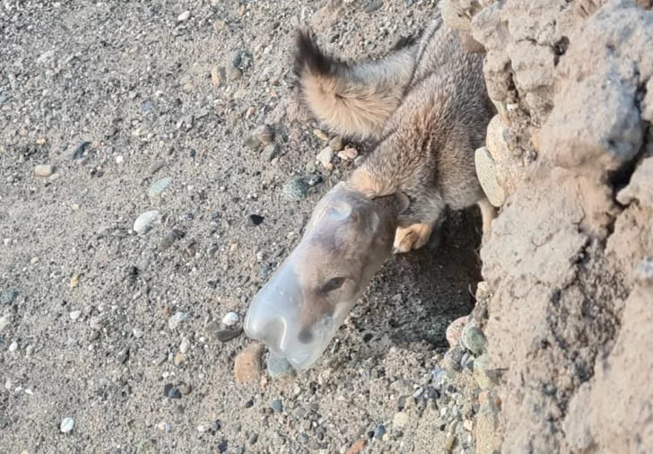 Video. Dos ciclistas vieron a un zorro con la cabeza atrapada en una botella y le salvaron la vida