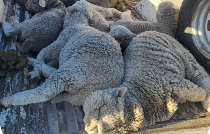 Llevaban 5 ovejas sin permiso en la camioneta: los detuvo la Policía y tuvieron que devolverlas