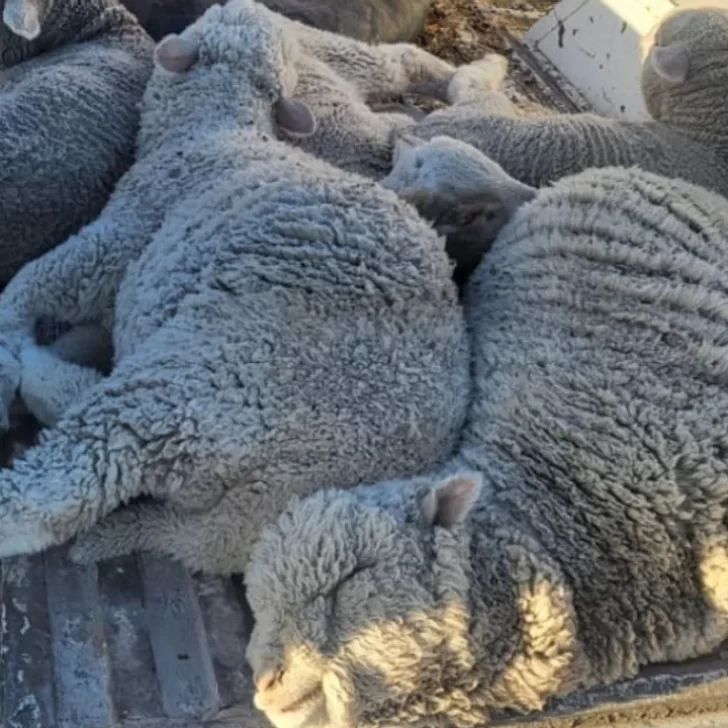 Llevaban 5 ovejas sin permiso en la camioneta: los detuvo la Policía y tuvieron que devolverlas