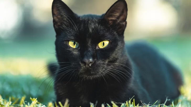 gato-pelo-negro-728x410