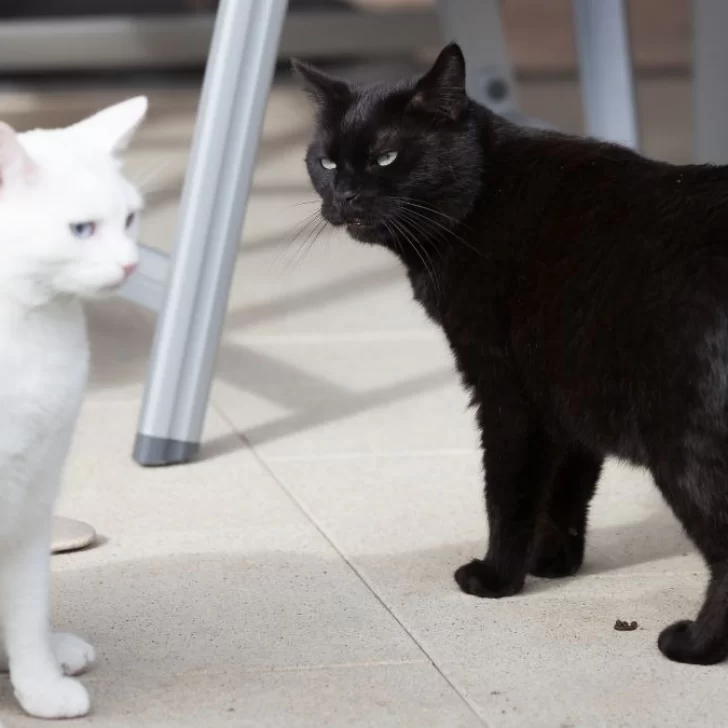 Alertan sobre el peligro de dar gatos y perros en adopción en Halloween