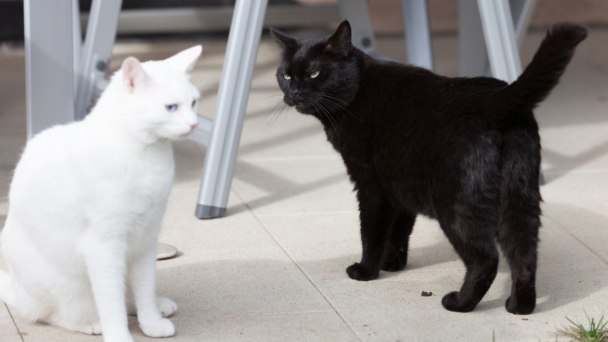 Alertan sobre el peligro de dar gatos y perros en adopción en Halloween