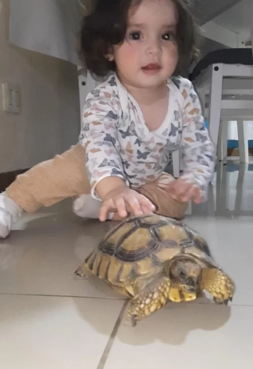Tortuga-Panchita-Francina-499x728 Tortuga-Panchita-Francina-499x728