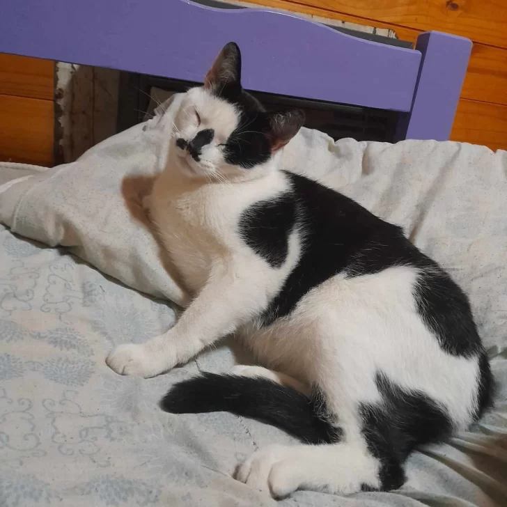 Búsqueda desesperada de “Oreo”, un gato que se perdió en el San Benito