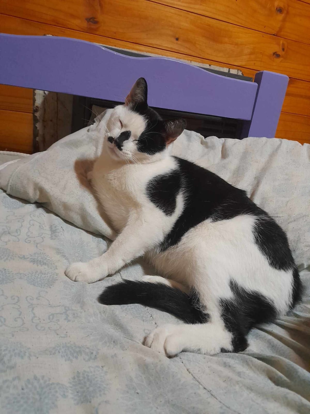 Búsqueda desesperada de “Oreo”, un gato que se perdió en el San Benito