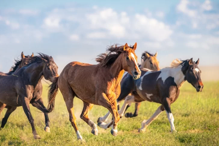 El SENASA extremó medidas para contener el virus que afecta a los caballos