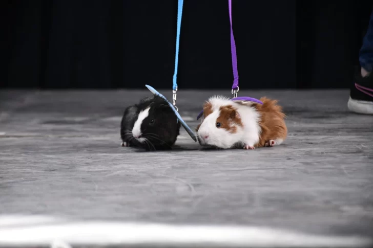 desfile-de-mascotas-9-728x485