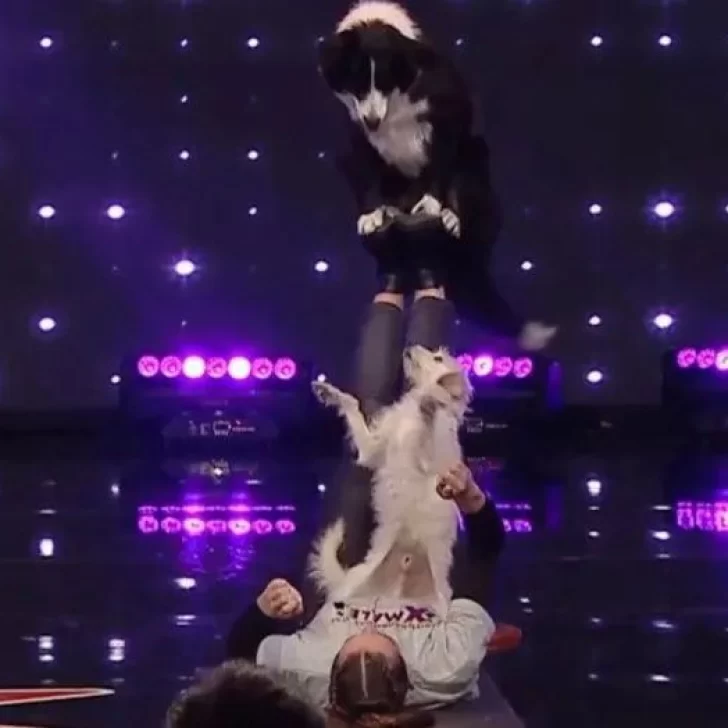 Insólito: se escapó un perro durante una presentación de Got Talent Argentina