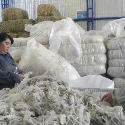 El Plan Lanar II bajo la lupa de los productores de lana ovina