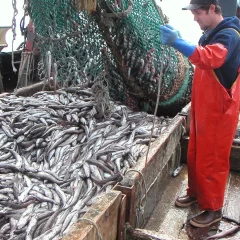 Ley ómnibus: Cámara de la Industria Naval insiste en los efectos negativos para la pesca