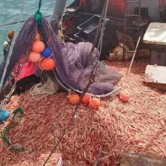 Conflicto pesquero: marineros avanzan en acuerdos directos con empresas ante el bloqueo del SOMU