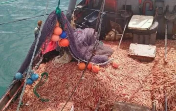 Langostino: marineros avanzan en acuerdos directos con empresas por fuera del SOMU