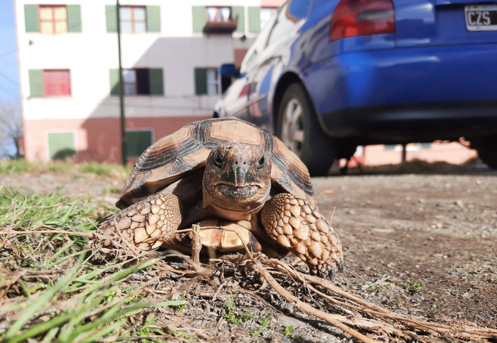 Se perdió la tortuga “Panchita”: “La extraño, estuve llorando”
