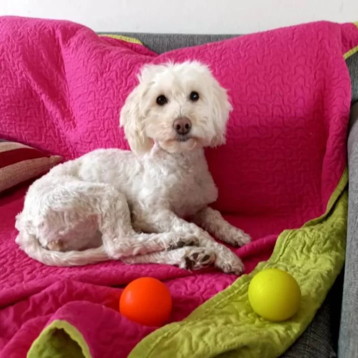 Duplicaron la recompensa y ofrecen 100 mil pesos por “Pochi”: “Alguien la tiene” Duplicaron la recompensa y ofrecen 100 mil pesos por “Pochi”: “Alguien la tiene”