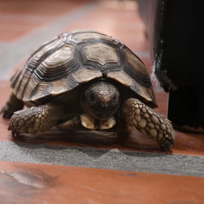 Dónde apareció “Panchita”, la tortuga que era intensamente buscada en Río Gallegos