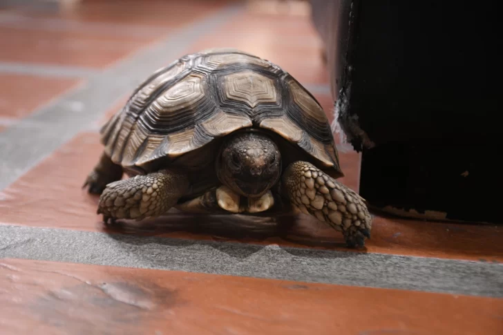Dónde apareció “Panchita”, la tortuga que era intensamente buscada en Río Gallegos